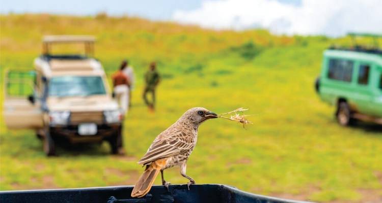 Safari en avion abordable de 4 jours dans le Masai Mara (au départ de l'aéroport de Nairobi) - Bonvoyage Kenya Safaris 6