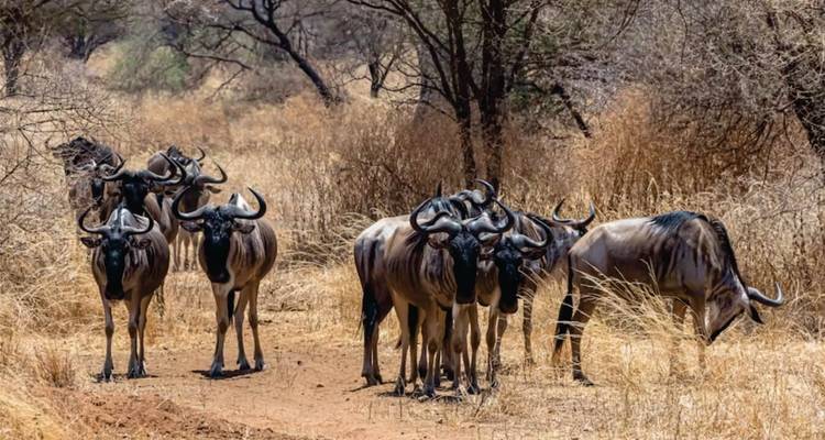 Safari en avion abordable de 4 jours dans le Masai Mara (au départ de l'aéroport de Nairobi) - Bonvoyage Kenya Safaris 7