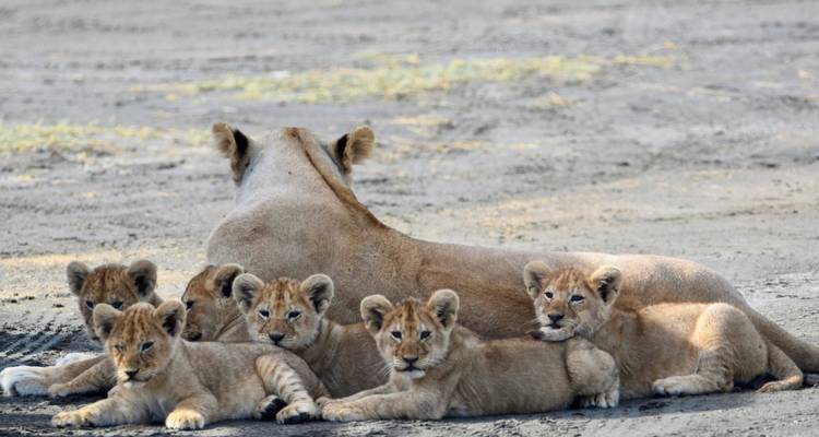 Leeuwin met meerdere welpen liggend op zandige grond.