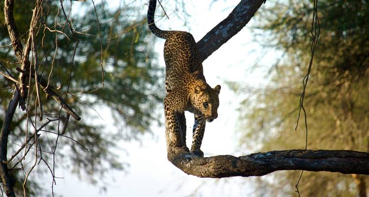 Luipaard die een boom afklimt in een bos.