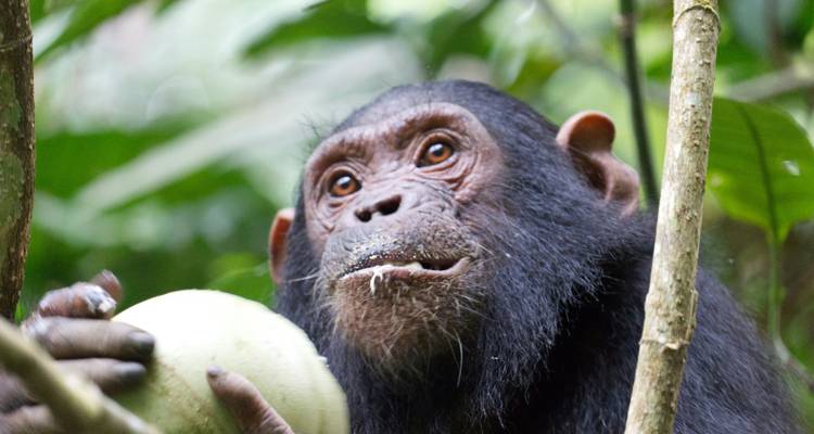Chimpansee die een grote vrucht vasthoudt.
