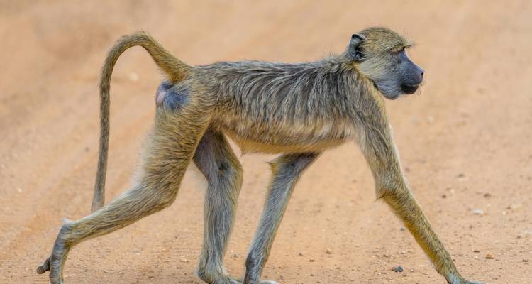 Pavian, der über einen staubigen Pfad läuft.