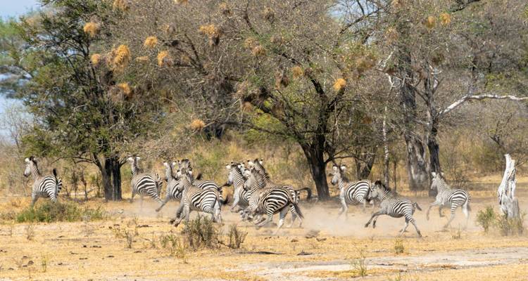 Zebraherde läuft durch eine staubige und trockene Landschaft.