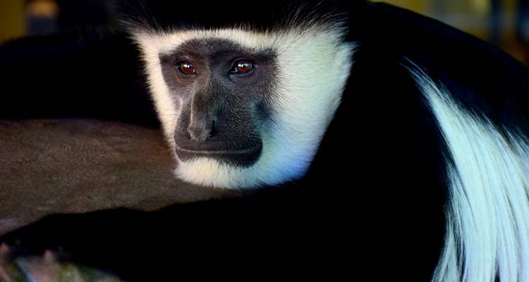 Close-up van een prachtige colobus aap met opvallende zwart-witte vacht.