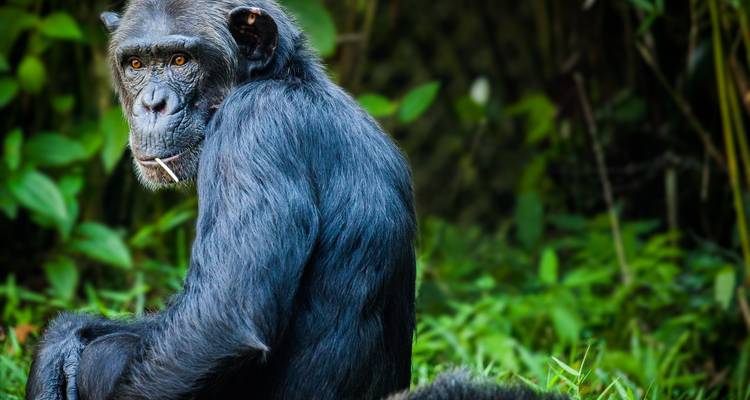 Een chimpansee die naar de camera kijkt in een bosomgeving.