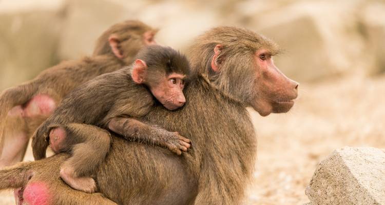 Een baby baviaan die op de rug van zijn moeder rijdt in een rotsachtig gebied.