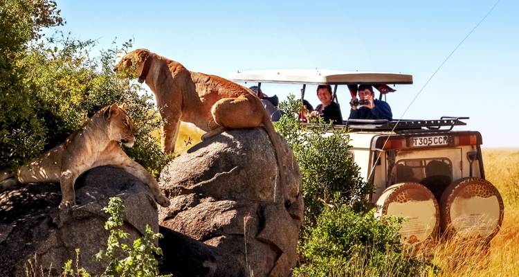 Lions on rocks near a safari jeep with people observing.