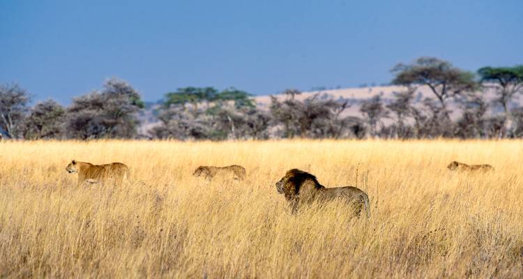 Group of lions walking through tall grass in a savanna.