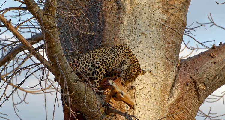 Leopard in a tree with prey in Mikumi National Park.