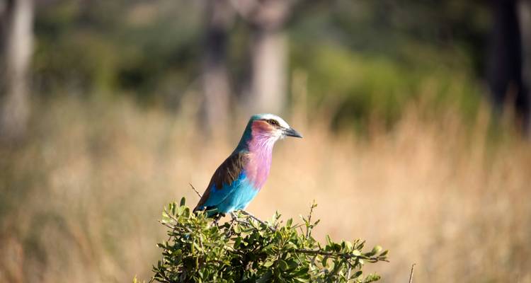 Colorful bird perched on a branch in a forest.