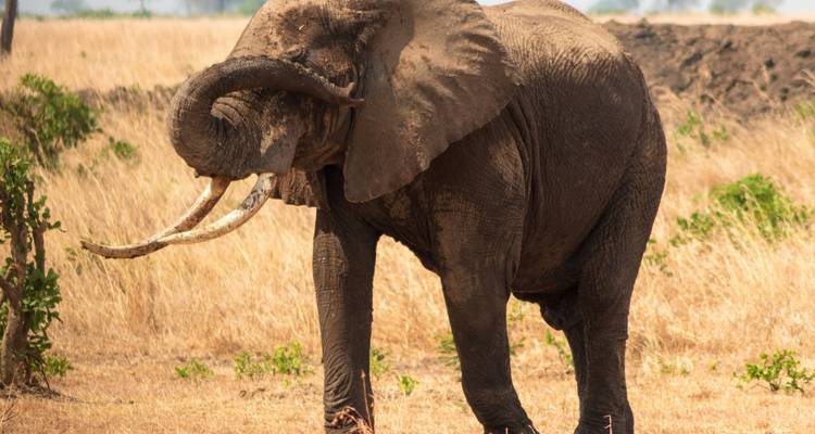 Large elephant with big tusks in a dry landscape.