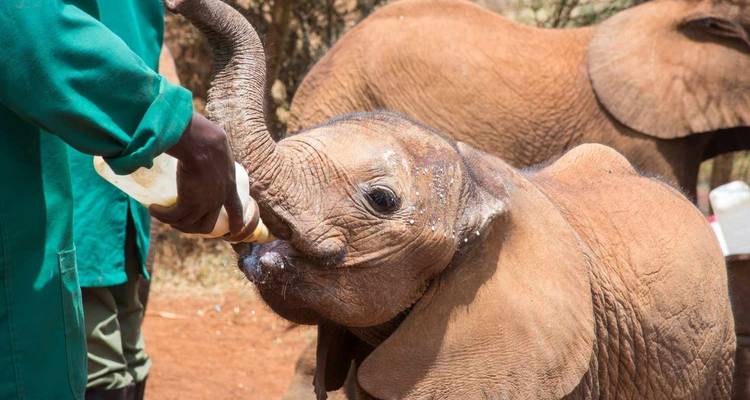 Circuito de un día de 5 Días a Nairobi y Safari por el Parque Nacional de Amboseli - Gracepatt Ecotours Kenya 9
