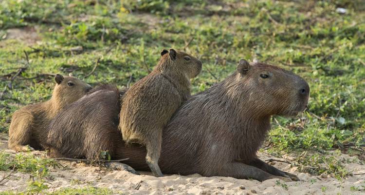 Capybara-Mutter ruht sich auf dem Flussufer-Sand aus, während zwei Junge auf ihrem Rücken klettern, umgeben von grüner Vegetation.
