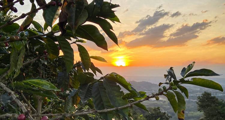 5 Días Explorando el Paraíso Cafetero de Colombia Risaralda. - Responsible Travel South America 3