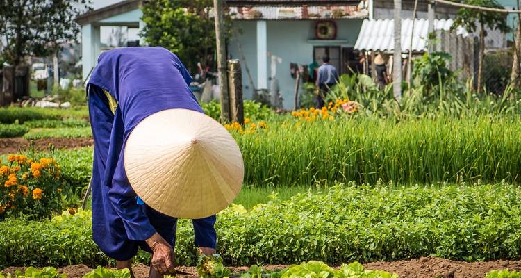 Un agriculteur s'occupant de ses cultures dans un champ verdoyant.