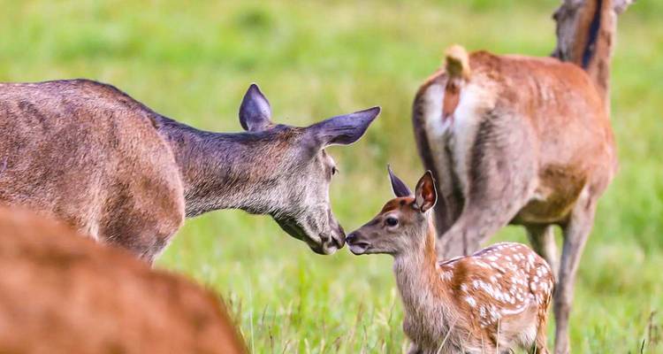 Mother deer with her fawn in a grassy area.
