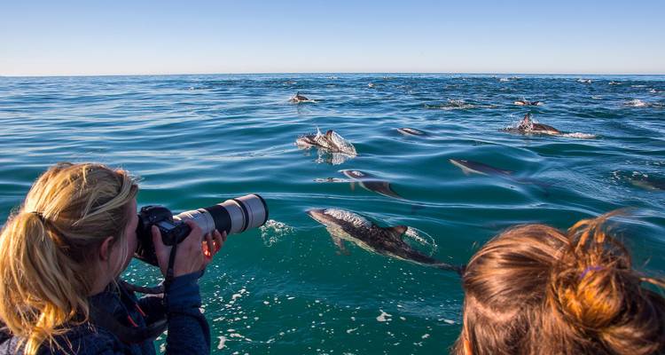 Personne photographiant des dauphins qui nagent dans l'océan.