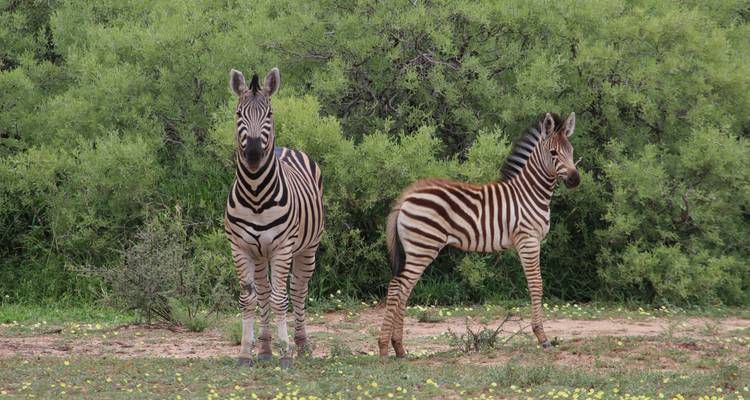 14 Day | Kruger, Vic Falls, Chobe, Okavango Delta  & Cape Town Tour - Timeline Travel DMC 6