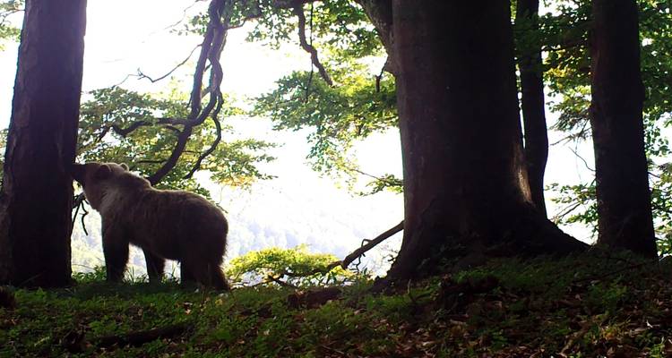 Bear watching hiking tour - Experience Slovakia 2