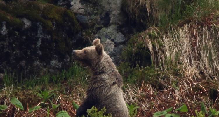 Bear watching hiking tour - Experience Slovakia 3