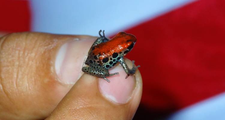 3 Days Amazon Jungle Adventure - Responsible Travel South America 3