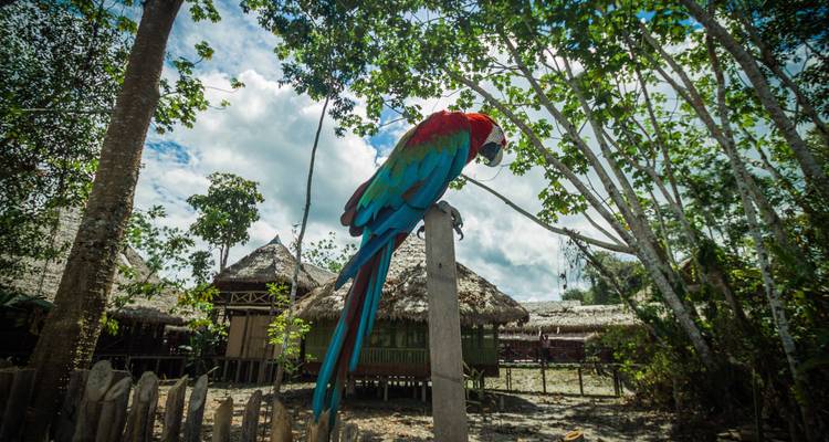 4 jours au cœur de la jungle - Responsible Travel South America 7