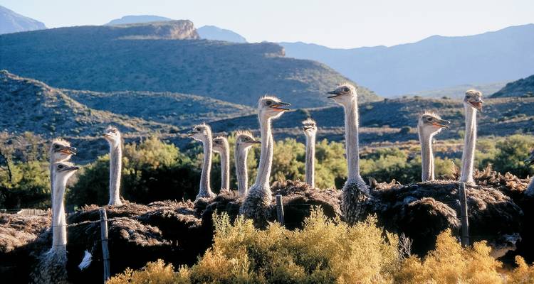 Safari exclusivo por Ciudad del Cabo y la Ruta Jardín - Amatungulu Tour 2