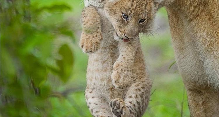 Safari exclusivo por Ciudad del Cabo y la Ruta Jardín - Amatungulu Tour 6