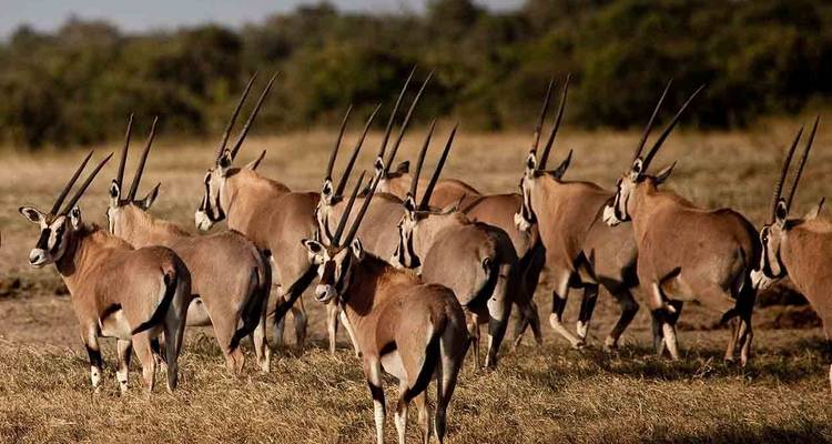 5Days Aberdares, Solio and Samburu Safari on 4x4 Jeep - Gracepatt Ecotours Kenya 7