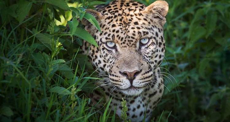 5Days Aberdares, Solio and Samburu Safari on 4x4 Jeep - Gracepatt Ecotours Kenya 8