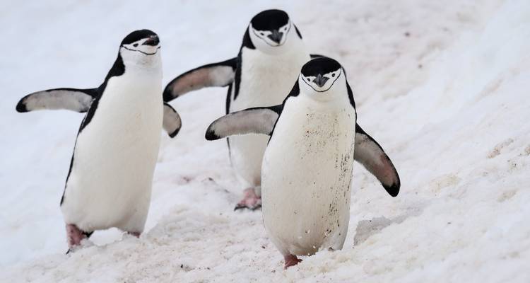 Îles Malouines, Géorgie du Sud et Antarctique - Ocean Albatros et Ocean Victory 18J/17N - Albatros Expeditions 4