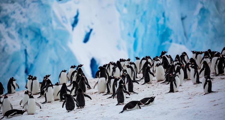 Îles Malouines, Géorgie du Sud et Antarctique - Ocean Albatros et Ocean Victory 18J/17N - Albatros Expeditions 7