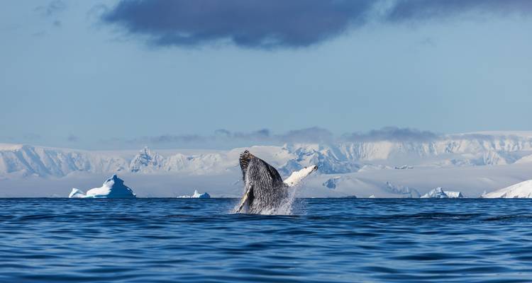 Îles Malouines, Géorgie du Sud et Antarctique - Ocean Albatros et Ocean Victory 18J/17N - Albatros Expeditions 8