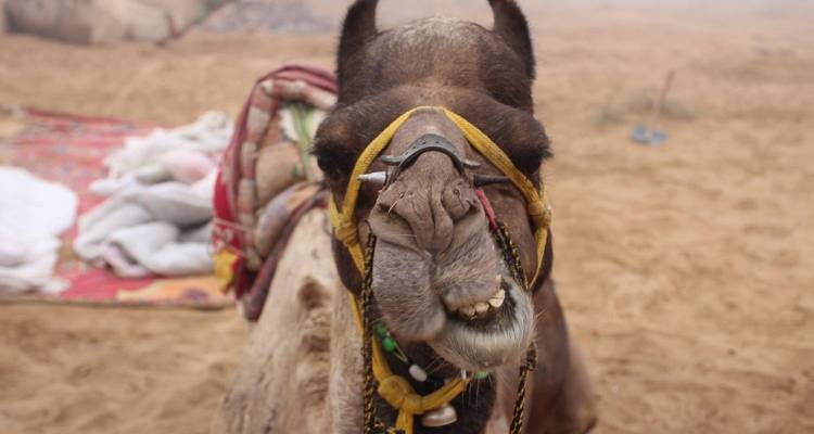 3Night 4Days Golden Triangle Tour India - Yolo India Tours 3