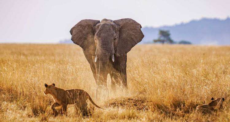 Best of Tanzania - 5 days Lodge Safari - theKili-Guides 1