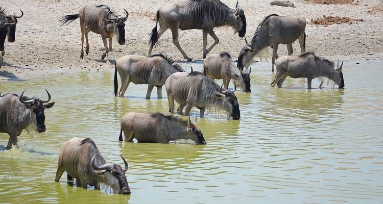 Best of Tanzania - 5 days Lodge Safari - theKili-Guides 3