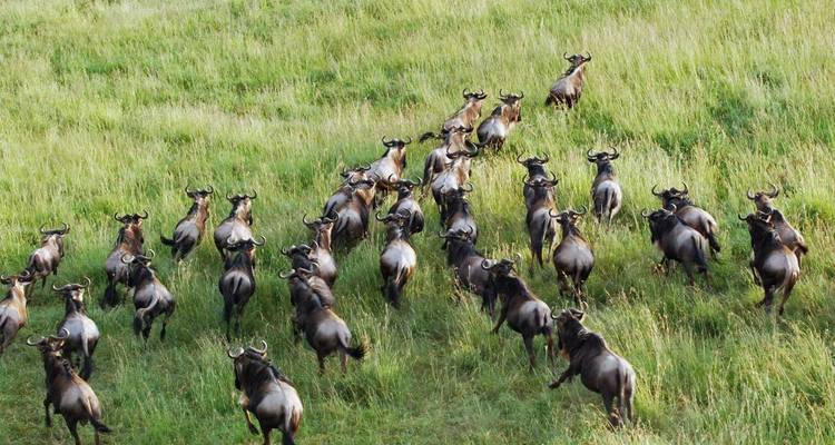 Best of Tanzania - 5 days Lodge Safari - theKili-Guides 4