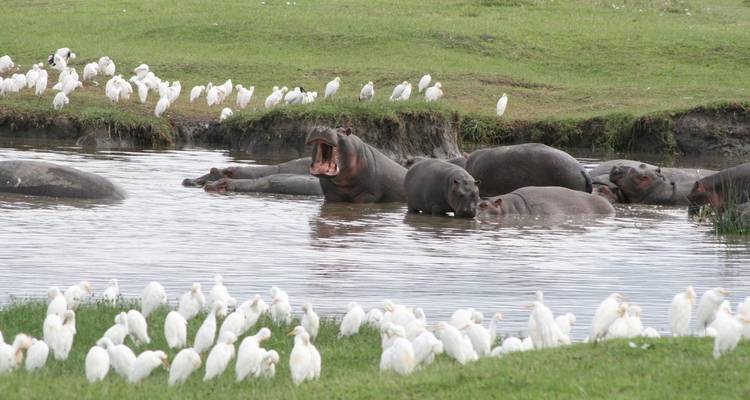 Best of Tanzania - 5 days Lodge Safari - theKili-Guides 6