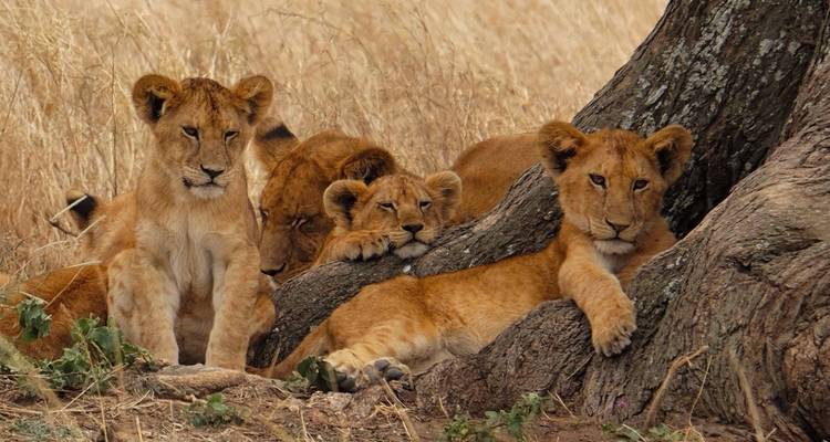 Best of Tanzania - 5 days Lodge Safari - theKili-Guides 9