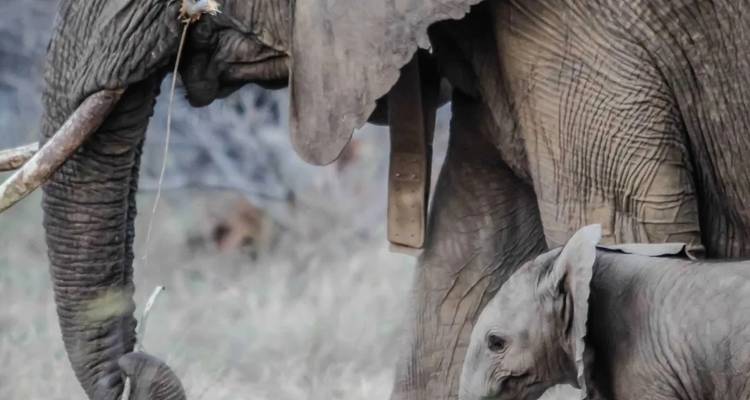 Living Among Lions - 5 days Tanzania Safari - theKili-Guides 8