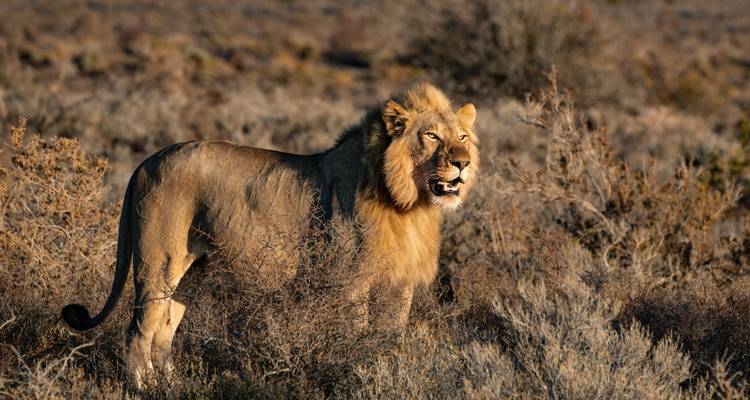 Living Among Lions - 5 days Tanzania Safari - theKili-Guides 3