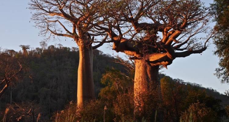 Tsingy de Bemaraha -Kirindy y Baobab - Safari de descubrimiento - Travelia Safari 4