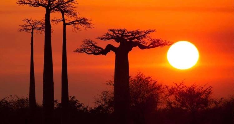 Tsingy de Bemaraha -Kirindy y Baobab - Safari de descubrimiento - Travelia Safari 8