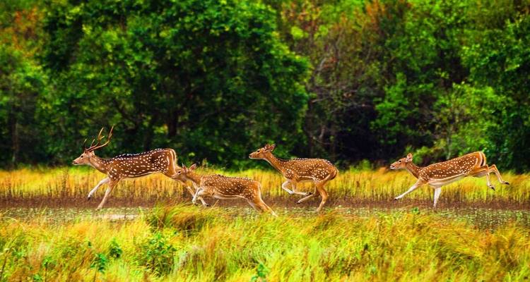 Safari privé personnalisé de 6 jours dans les Sundarbans au Bangladesh - Agate Travel 1