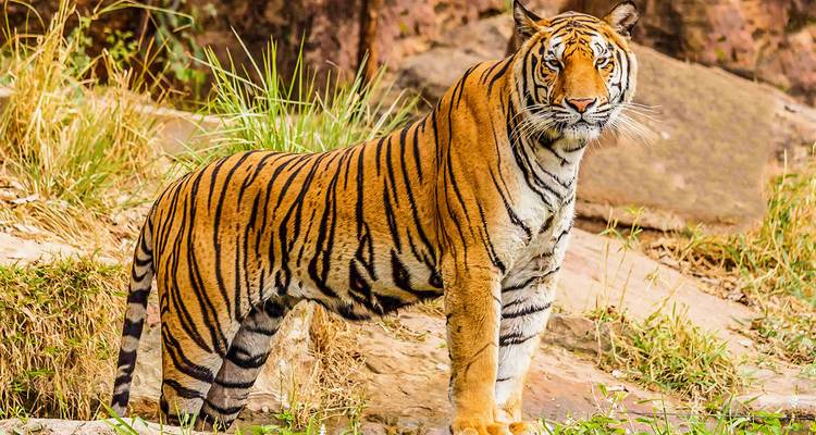 Safari privé personnalisé de 6 jours dans les Sundarbans au Bangladesh - Agate Travel 6