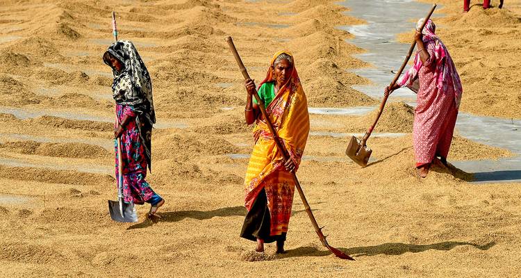 Safari privé personnalisé de 6 jours dans les Sundarbans au Bangladesh - Agate Travel 3