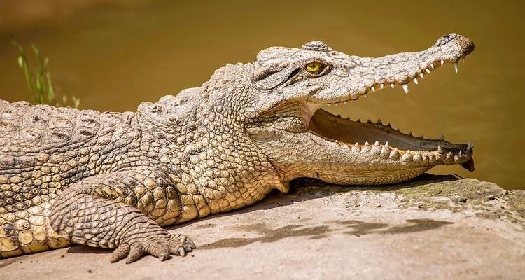 Safari privé personnalisé de 6 jours dans les Sundarbans au Bangladesh - Agate Travel 9