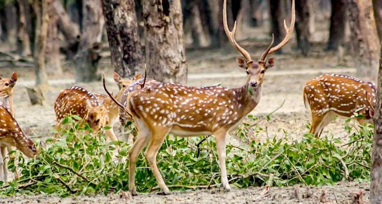 Safari privé personnalisé de 6 jours dans les Sundarbans au Bangladesh - Agate Travel 5