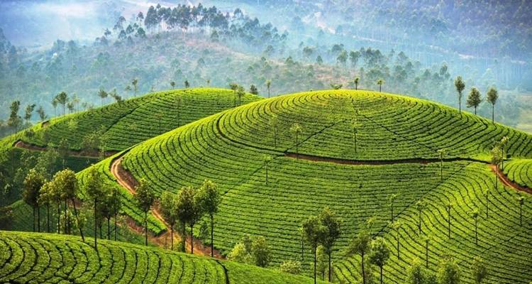 Sur de la India: Cultura, plantaciones de té, vida salvaje, remansos y playas Con comidas y todos los traslados - Wanderful Holidays LLC 3