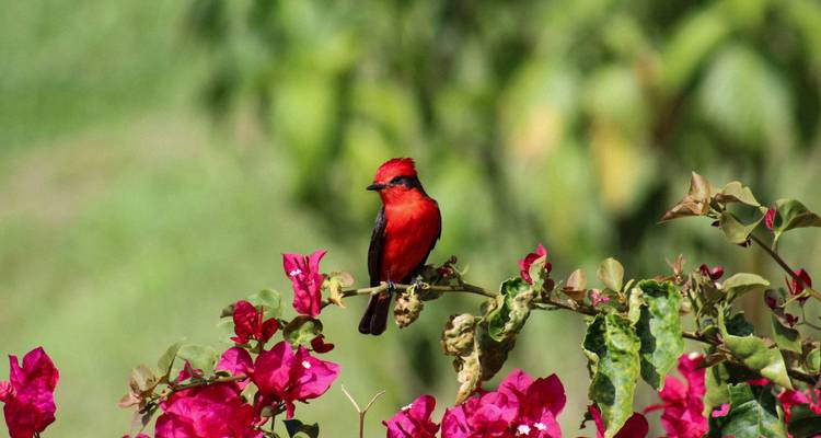 Pájaro cantor rojo brillante posado en una rama de buganvilla florecida contra un fondo verde suave